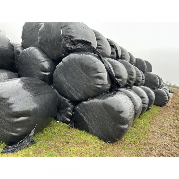 Click to see larger image.